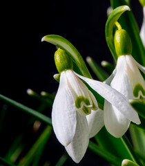 Obraz premium Close up of common Snowdrop flowers in the spring sun. Isolated on black background with shallow depth of field.