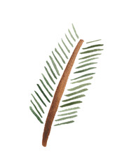 Watercolor element, pine twig. For decoration of design compositions containing natural elements.