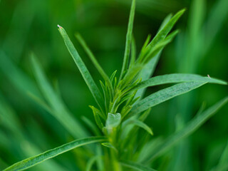 Tarragon or Estragon green leaves growing from the soil in the garden. Medicinal and food plant Artemisia or wormwood for lemonade drinks and cooking. Local food gardening, eco organic fresh herbs.