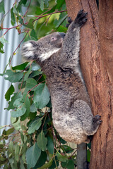 Fototapeta premium this is a 10 month old joey koala rescued from the bush fires on kangaroo island