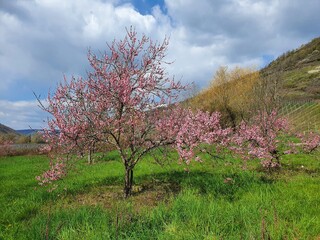 Rosa blühende Weinbergpfirsichbäume auf Wiese vor Moselweinbergen