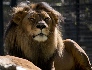 the lion has a thick tan and black mane