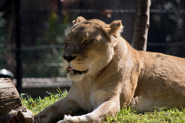 Naklejka na ściany i meble the lioness is resting on grass