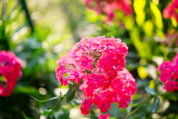 Garden phlox (Phlox paniculata), vivid summer flowers. Blooming branches of  phlox in the garden on a sunny day. Soft blurred selective focus.
