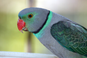 this is a side view of a malabar parakeet