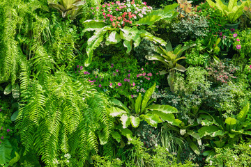 Vertical garden, Beautiful nature background of plant at office wall with tropical green leaf mix...