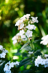 Garden phlox (Phlox paniculata), vivid summer flowers. Blooming branches of  phlox in the garden on a sunny day. Soft blurred selective focus.
