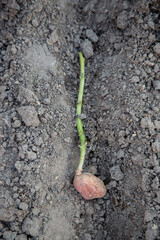 A Potato tuber planting into the ground.