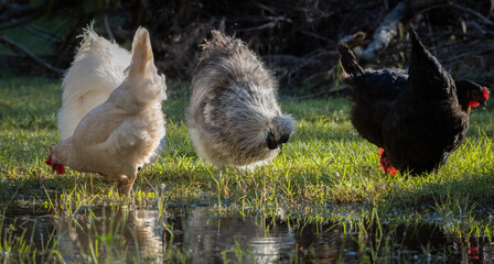Backyard chickens with silkie chickens