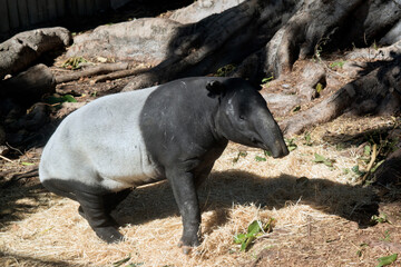 the tapir is a black and white animals