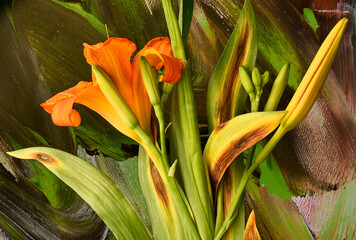 orange lily on an abstract background, a canvas with olive acrylic paints, faded garden foliage,...