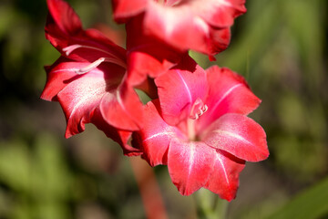 Gladiolus, red gladioli are blooming in the garden. Close-up of gladiolus flowers. Bright flowers of gladiolus in summer. Large flowers and buds on a green background.