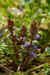 Kriechender Günsel (Ajuga reptans) 