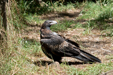 the wedge tailed eagle is on the ground
