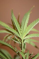 Cannabis plant close up modern high quality big size print medical marihuana super lemon haze family cannabaceae