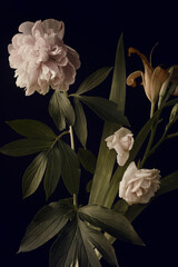 light peony and garden flowers, foliage, dark background.