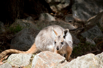 the yellow footed rock wallaby has a long striped tail