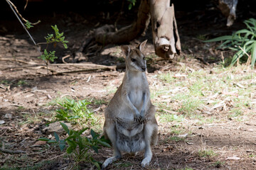 the agile wallaby is standing on its hind legs