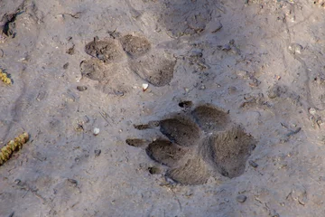 Deurstickers Dog or wolf track in the mud © Robert Knapp