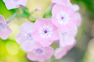 Garden phlox (Phlox paniculata), vivid summer flowers. Blooming branches of  phlox in the garden on a sunny day. Soft blurred selective focus.