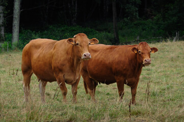 Fototapeta na wymiar deux vache brune au milieu d'un pré