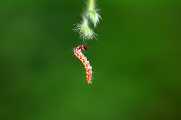 A Lepidoptera larva in nature, North China