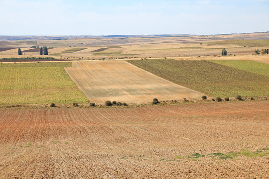 trigales campos cultivados de castilla la mancha burgos espa&ntilde;a 4M0A2822-as21