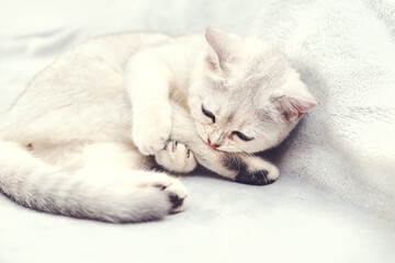 Fototapeta na wymiar Lazy white British cat washes himself on the bed.