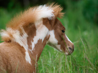 Miniature Foal Headshot
