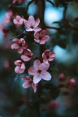 Pink spring bloom on the tree