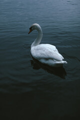 Fototapeta premium Lonely white swan floating in the dark water of the pond in summer