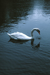 Obraz premium Lonely white swan floating in the dark water of the pond in summer