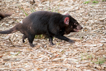 this is a side view of a  Tasmanian devil
