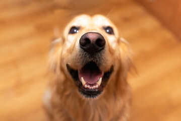 Fototapeta na wymiar Funny Golden retriever dog mouth open sitting on the floor at home and looking at the camera.Labrador portrait.Closeup.