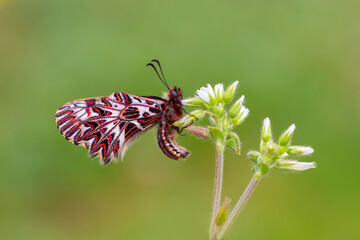colorful bitterfly on dried plant Zerynthia polyxena Papilionidae