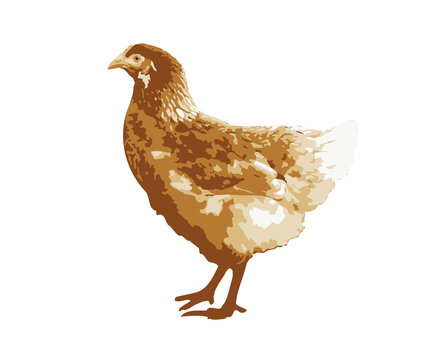 Brown hen isolated on white background, side view. Chicken bird vector design eps 10