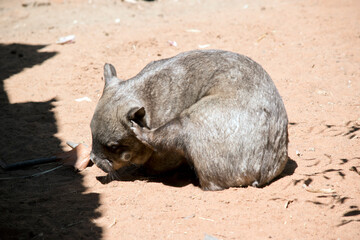 the wombat is scratching his ear