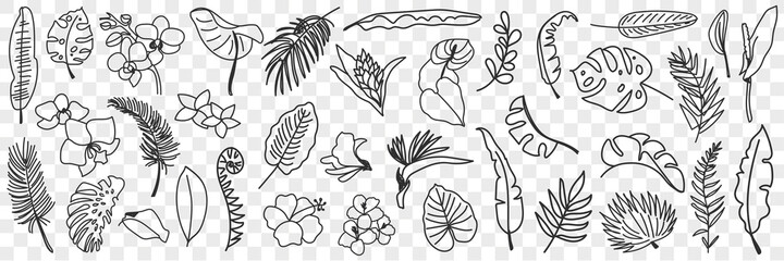 Fototapeta na wymiar Natural leaves pattern doodle set. Collection of hand drawn various natural leaf wallpaper patterns blooming flowers and grass isolated on transparent background 