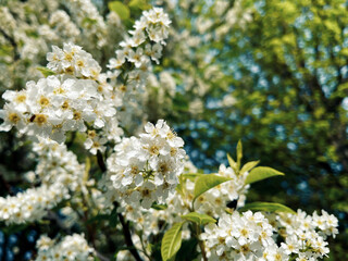 Blooming bird cherry in spring in the garden, the concept of the beauty of nature. Prunus padus L., 1753