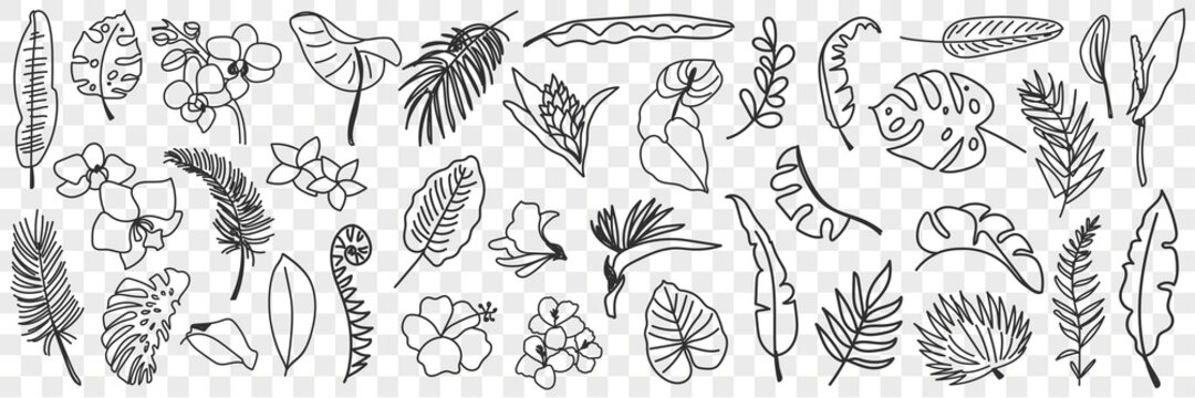 Natural leaves pattern doodle set. Collection of hand drawn various natural leaf wallpaper patterns blooming flowers and grass isolated on transparent background 