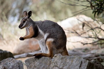 Naklejka na ściany i meble this is a side view of a yellow footed rock wallaby