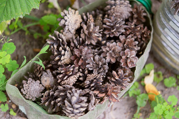 Set of cones of coniferous trees, dry cones lie next to each other, brown wooden texture