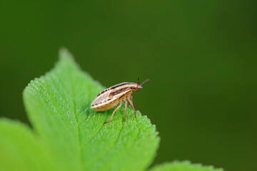 Bedbugs inhabit wild plants in North China
