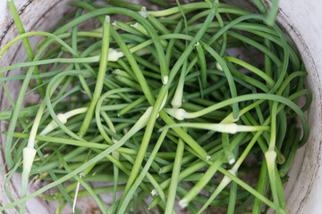 Garlic arrows. Background from cut arrows of garlic for the whole image. Garlic care concept, options for using arrows of garlic, flower spike in cooking