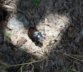 Scarab beetle (Scarabaeus sacer) in nature, crawling on the ground