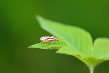 Bedbugs inhabit wild plants in North China