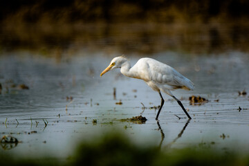 White heron hunting a little fish.