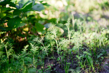 Fresh dill (Anethum graveolens) growing on the vegetable bed. Annual herb, family Apiaceae. Growing fresh herbs. Green plants in the garden, ecological agriculture for producing healthy food concept