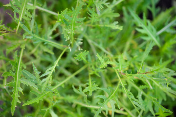 Rucola (Arugula), plant in the garden. Arugula leaf close up. View from above. Area for text.	