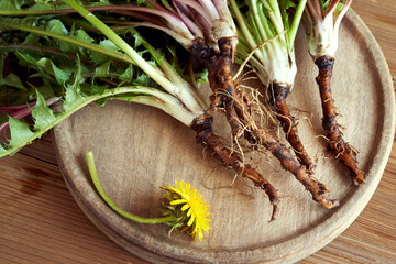 Dandelion roots with leaves on a table - herbal medicine © Madeleine Steinbach
